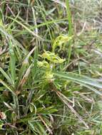 Image of Platanthera pachyglossa Hayata