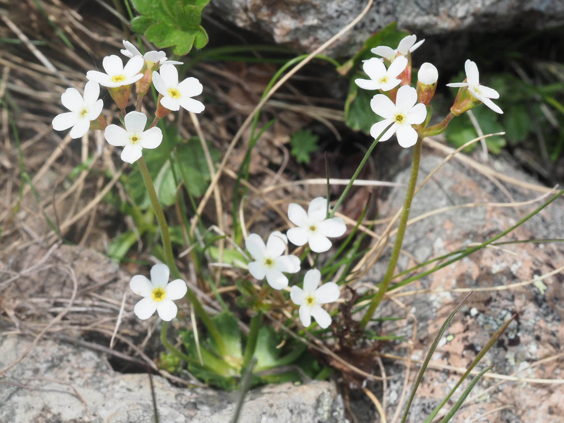 Image of Androsace armeniaca Duby