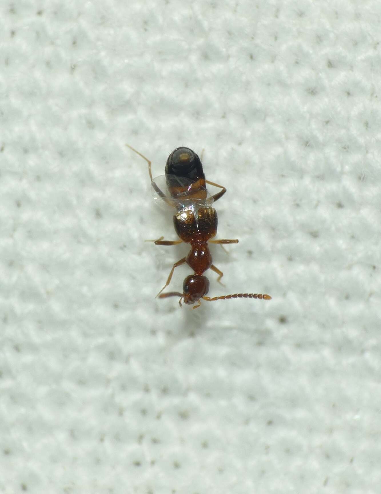 Image of Rove beetle