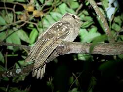 Image of Large Frogmouth