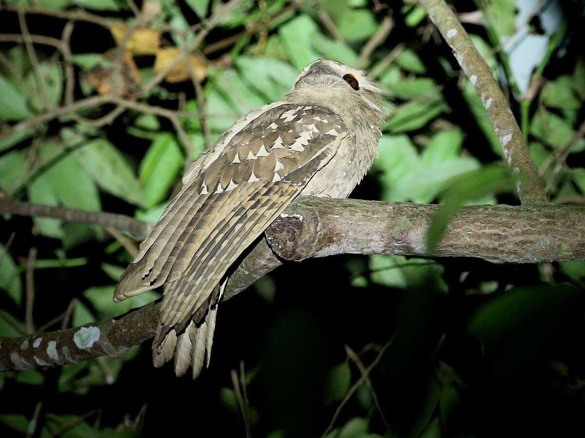 Image of Large Frogmouth