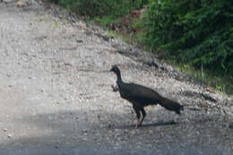 Image of Spix's Guan