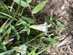 Image of Tripterospermum microphyllum H. Smith