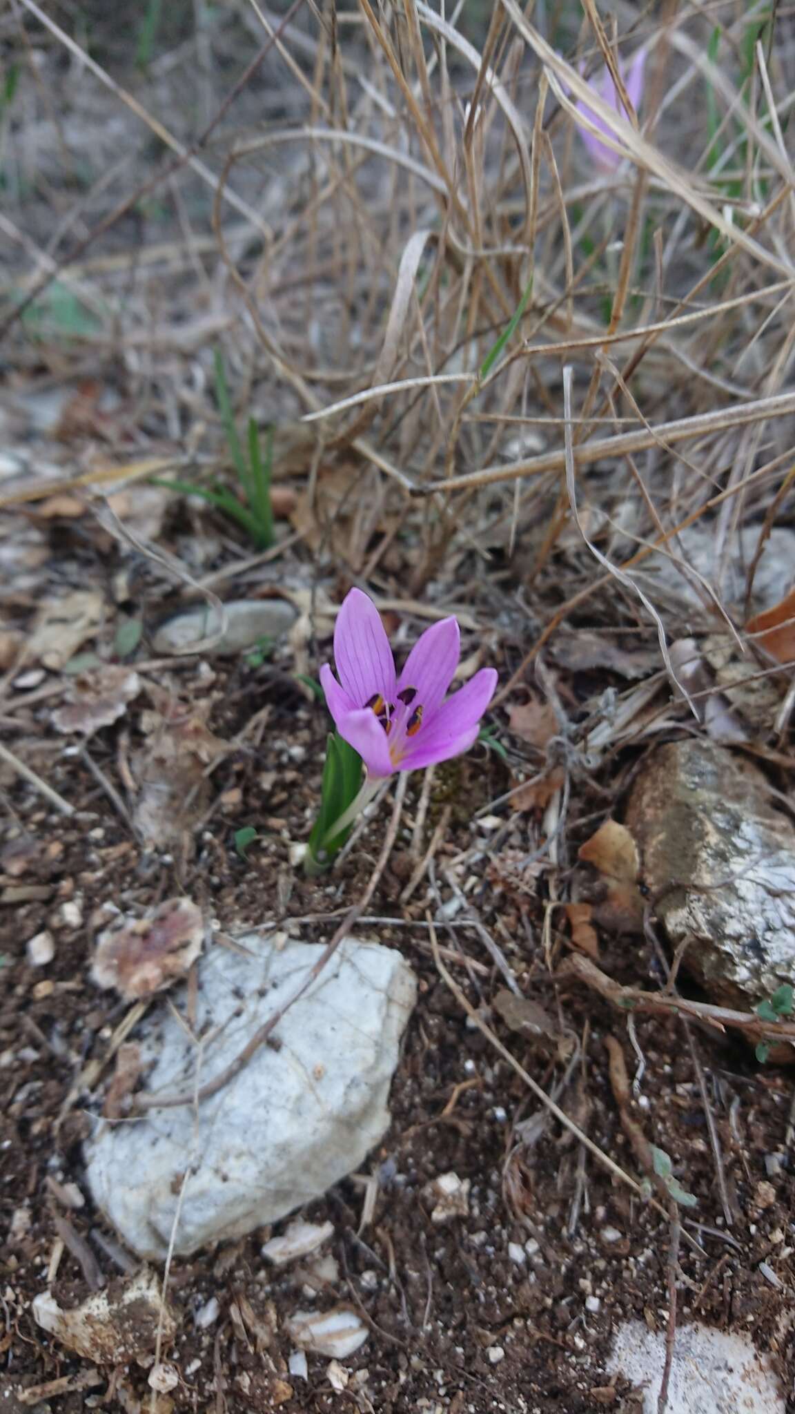 Image of Colchicum cupanii Guss.