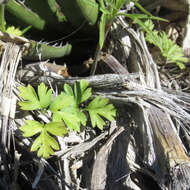 Image of tuber anemone