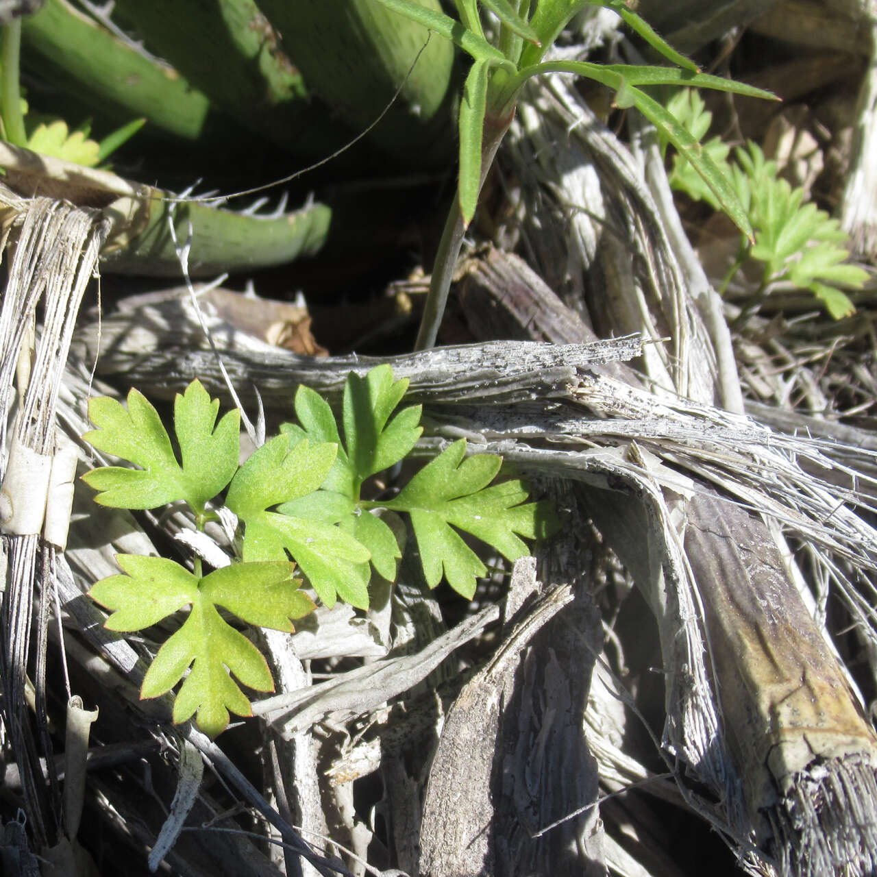 Image de Anemone tuberosa var. texana M. Enquist & B. Crozier