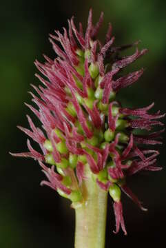 صورة Gunnera magellanica Lam.