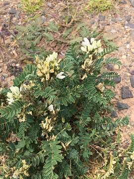 Image of Astragalus garbancillo Cav.