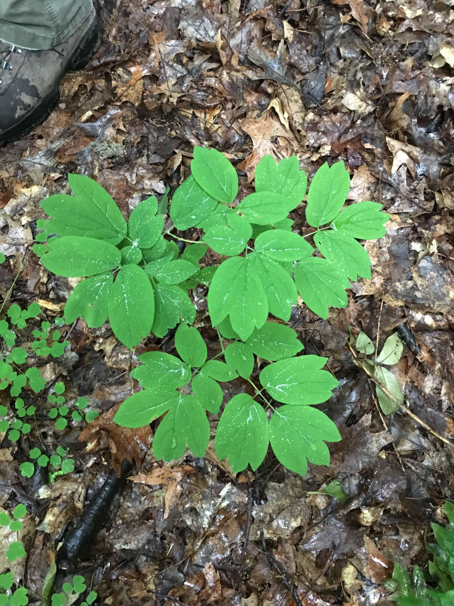 Image de Caulophyllum thalictroides (L.) Michx.