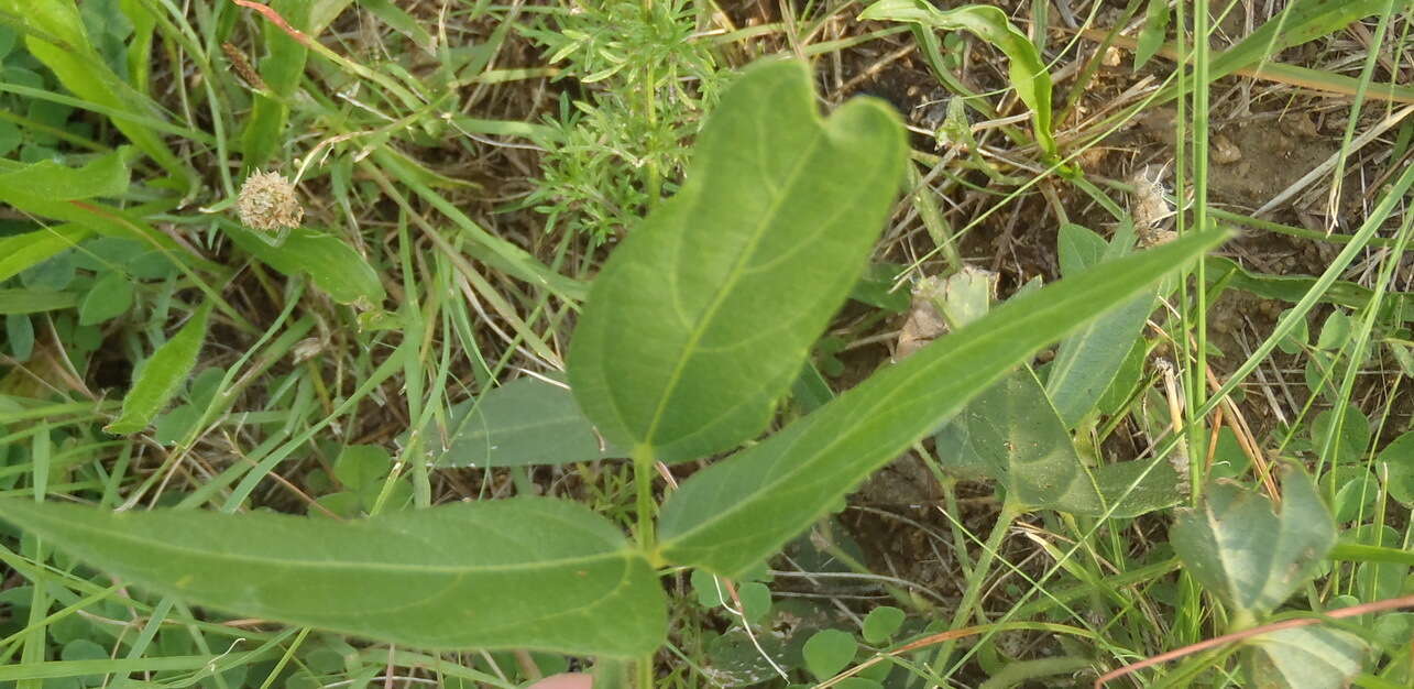Image of Vigna vexillata var. angustifolia (Schum. & Thonn.) Baker