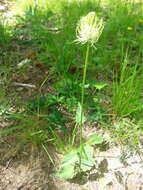 Image of Phyteuma ovatum subsp. pseudospicatum Pignatti