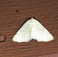 Image of Sulphur Moth