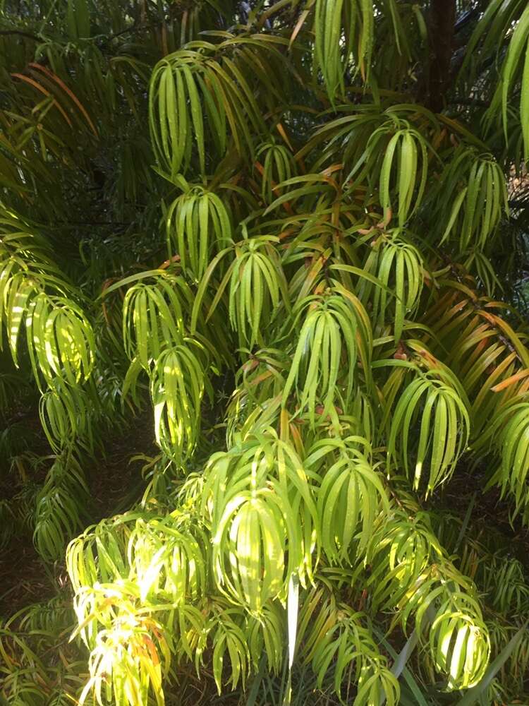 Image of Falcate Yellowwood