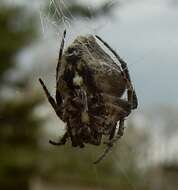 Image of Humpbacked orbweaver