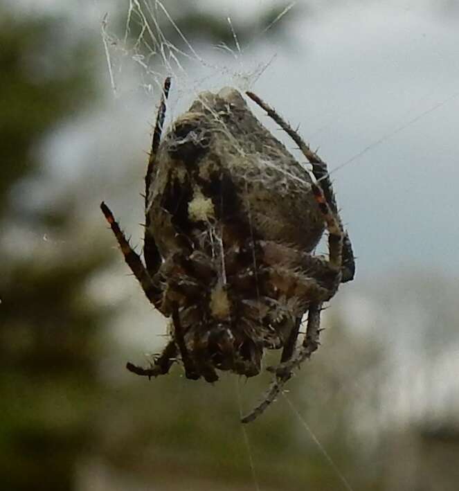 Image of Humpbacked orbweaver