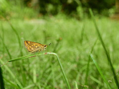 Imagem de Taractrocera ceramas Hewitson 1868