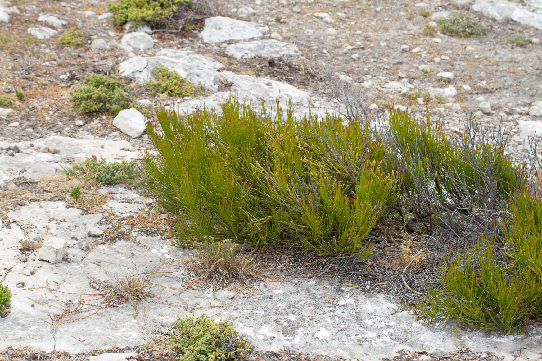 Image of Exocarpos syrticola (F. Müll. ex Miq.) Stauffer