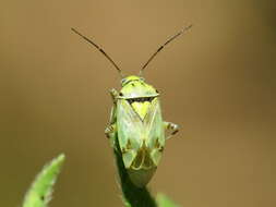 Lygus gemellatus (Herrich-Schaeffer 1835) resmi