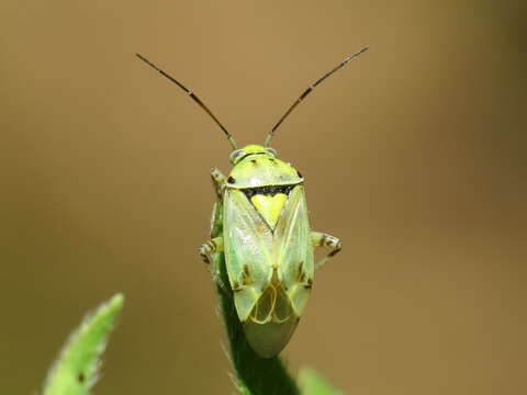 Lygus gemellatus (Herrich-Schaeffer 1835) resmi