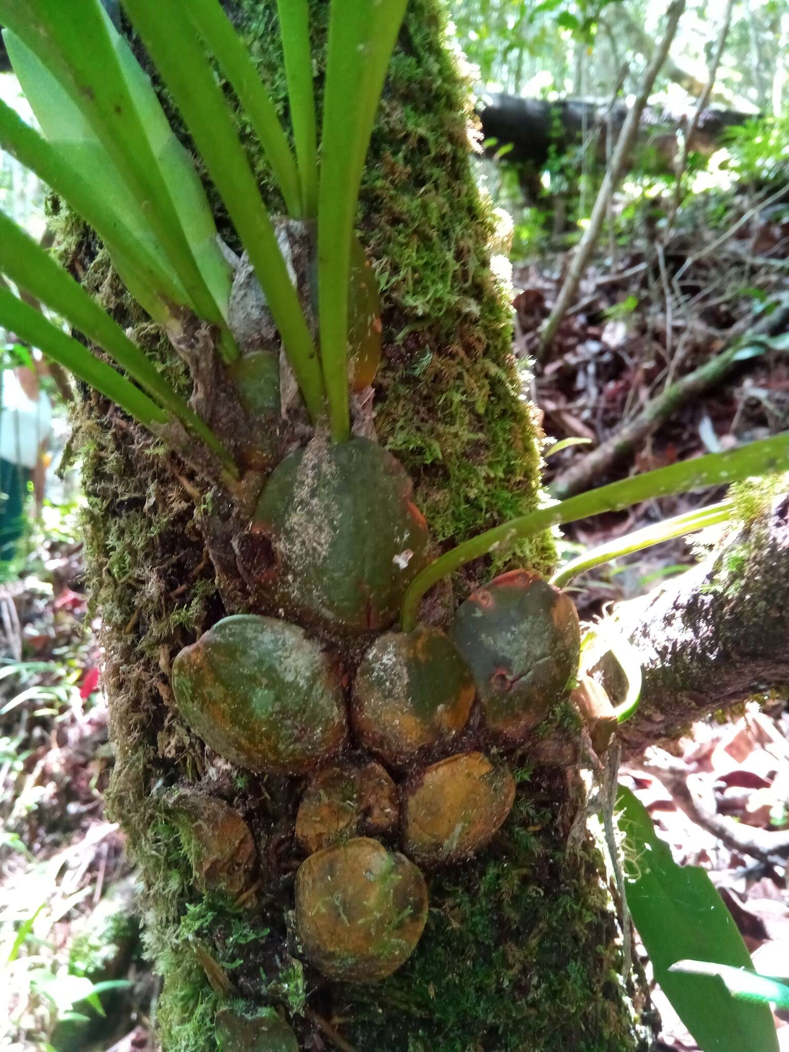 Sivun Bulbophyllum occlusum Ridl. kuva