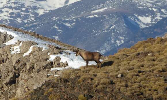 Image of Pyrenean Chamois