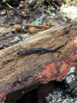 Image of Plethodon dixi Pope & Fowler 1949