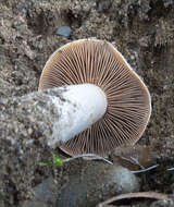 Image of Cortinarius albofragrans Ammirati & M. M. Moser 1997