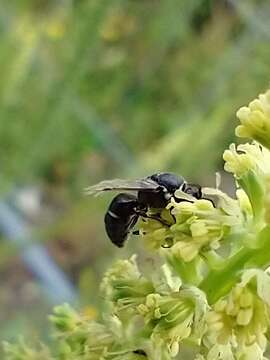 Hylaeus signatus (Panzer 1798) resmi