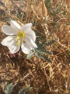 Imagem de Oenothera deltoides subsp. piperi (Munz) W. Klein