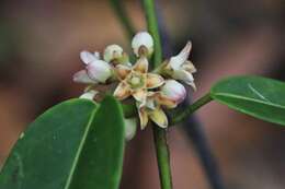 صورة Leichhardtia fraseri (Benth.) P. I. Forst.