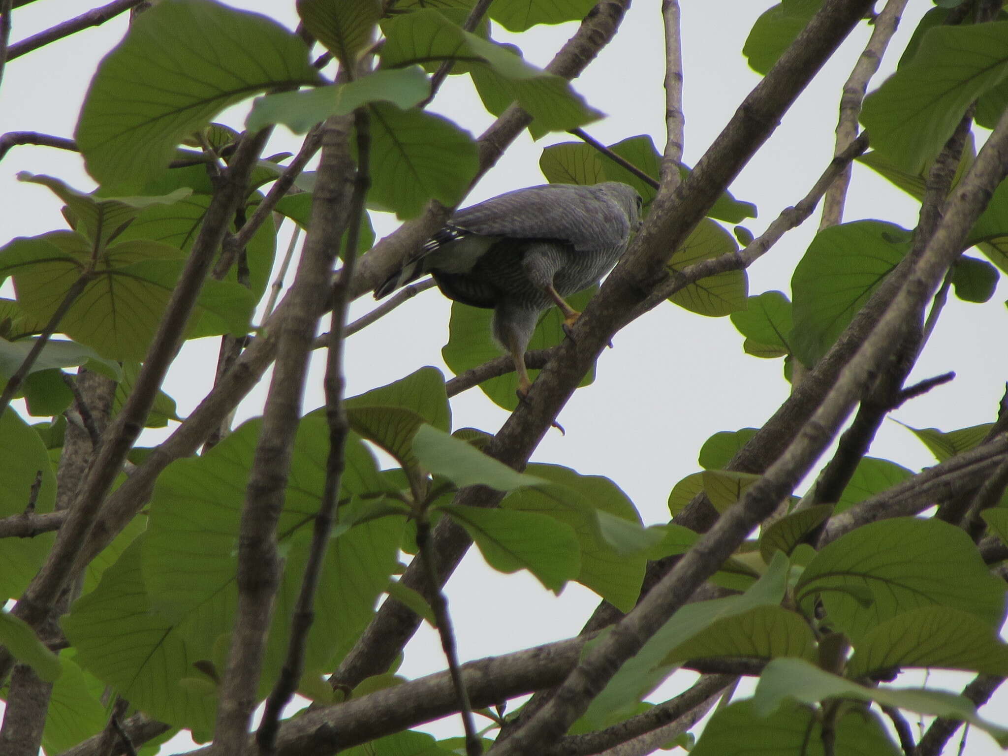 Image of Grey-lined Hawk