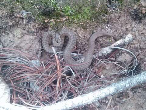 Image of Mexican Brown Snake