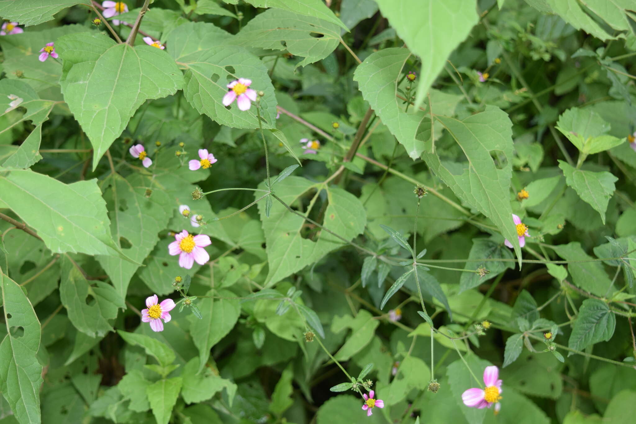 Image de Bidens clavata R. Ballard