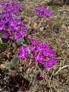 Image of desert sand verbena