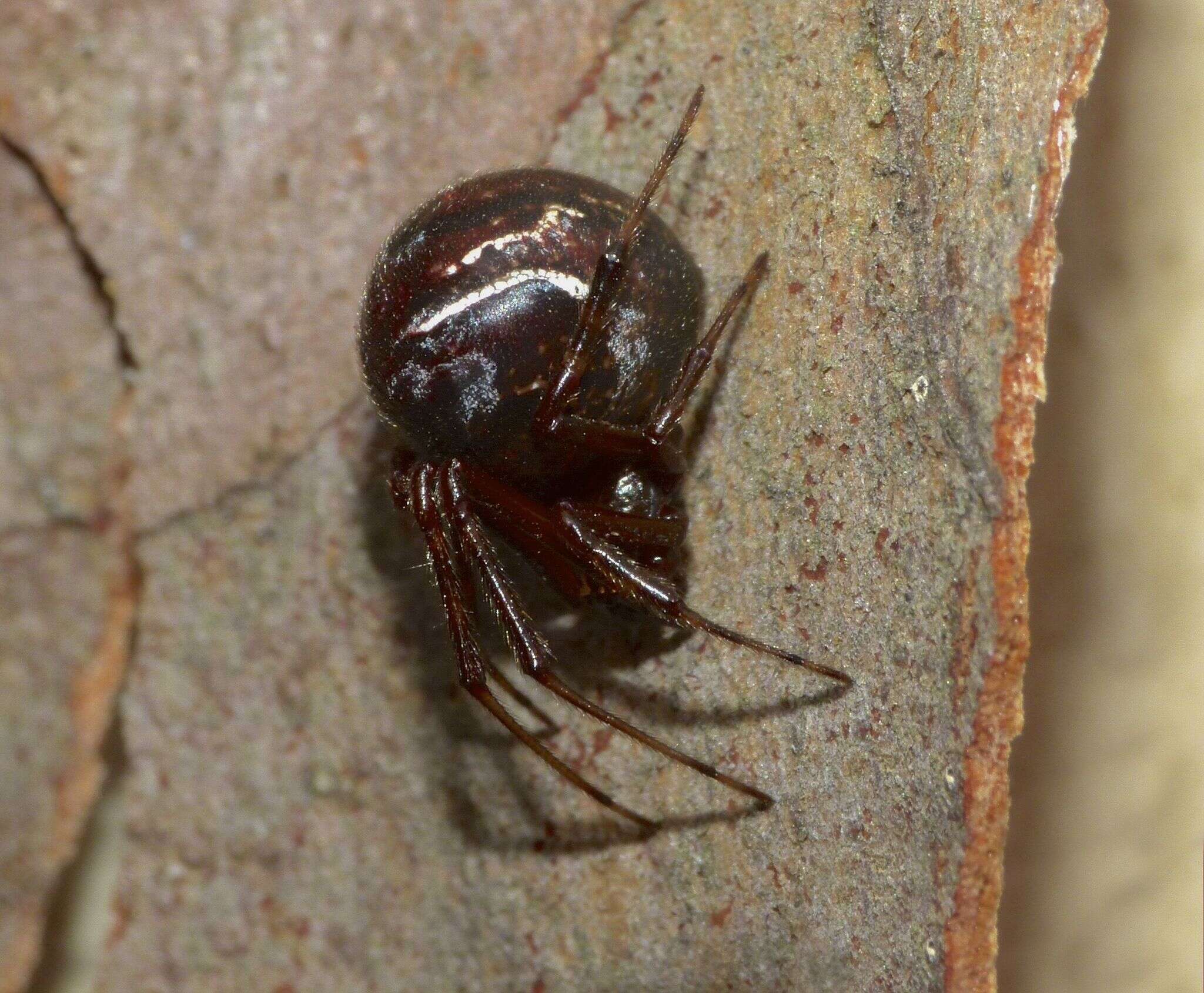 Image of Parasteatoda decorata (L. Koch 1867)