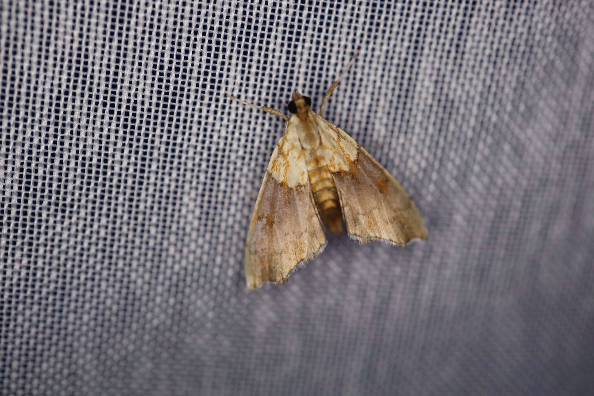 Image of Agrotera nemoralis Scopoli