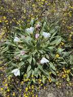 Imagem de Oenothera deltoides subsp. cognata (Jepson) W. Klein