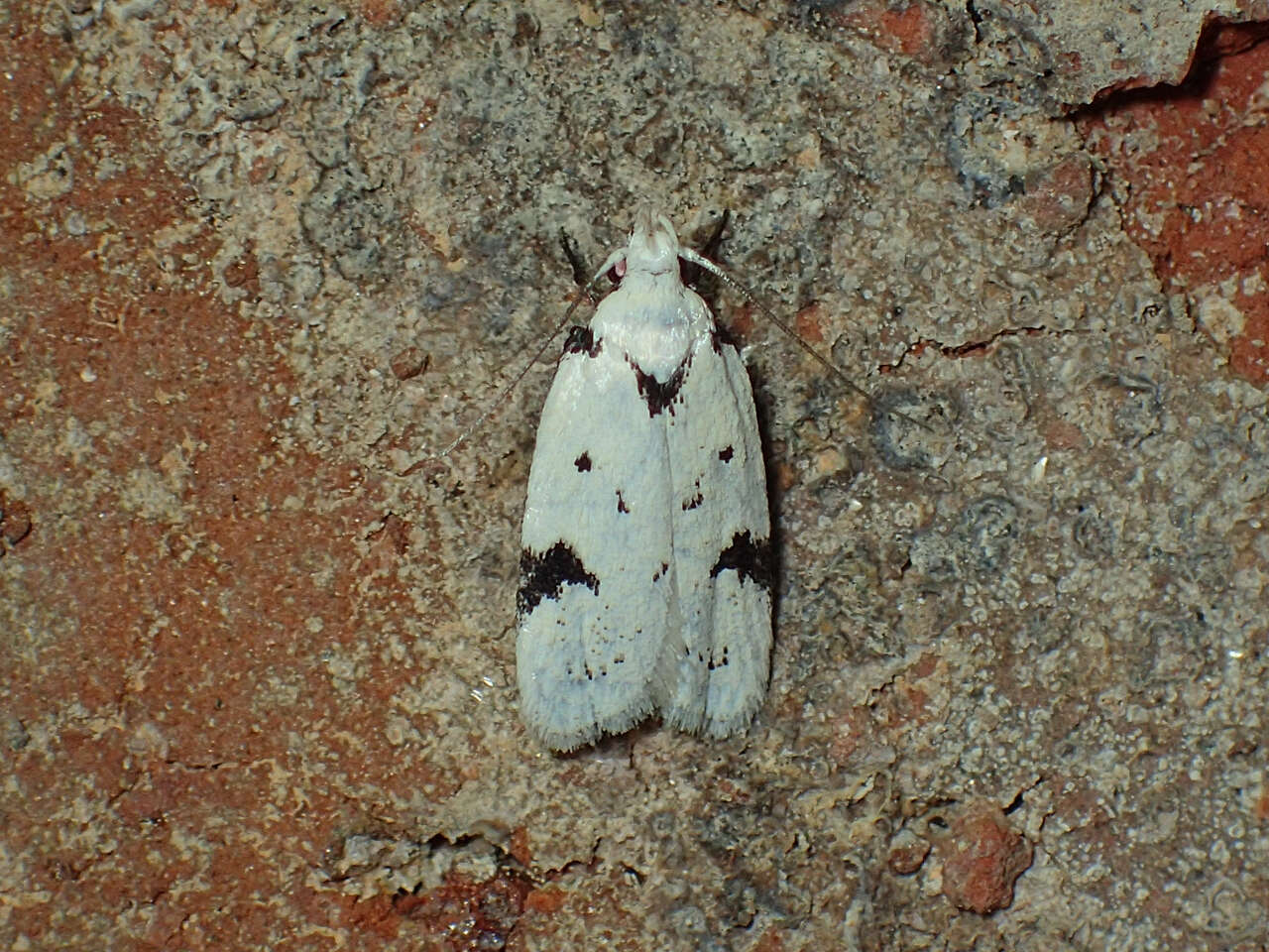 Image of Inga sparsiciliella Clemens 1864