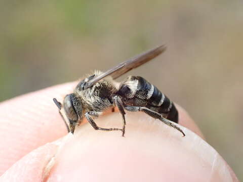 Image of Coelioxys mandibularis Nylander 1848