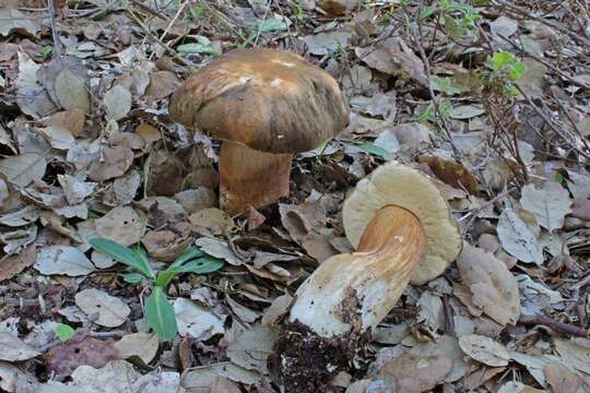 Image of Boletus aereus Bull. 1789