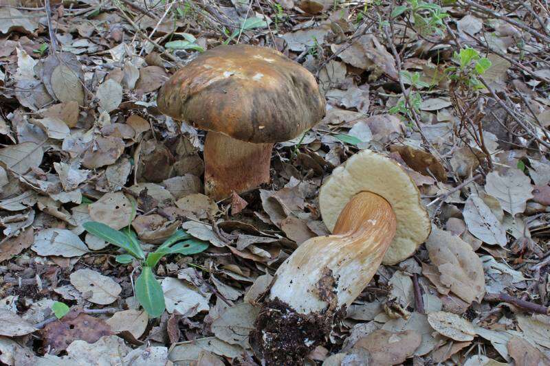 Sivun Boletus aereus Bull. 1789 kuva