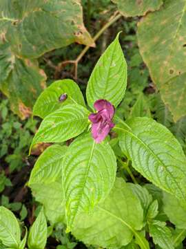 Image of Impatiens gorepaniensis C. Grey-Wilson