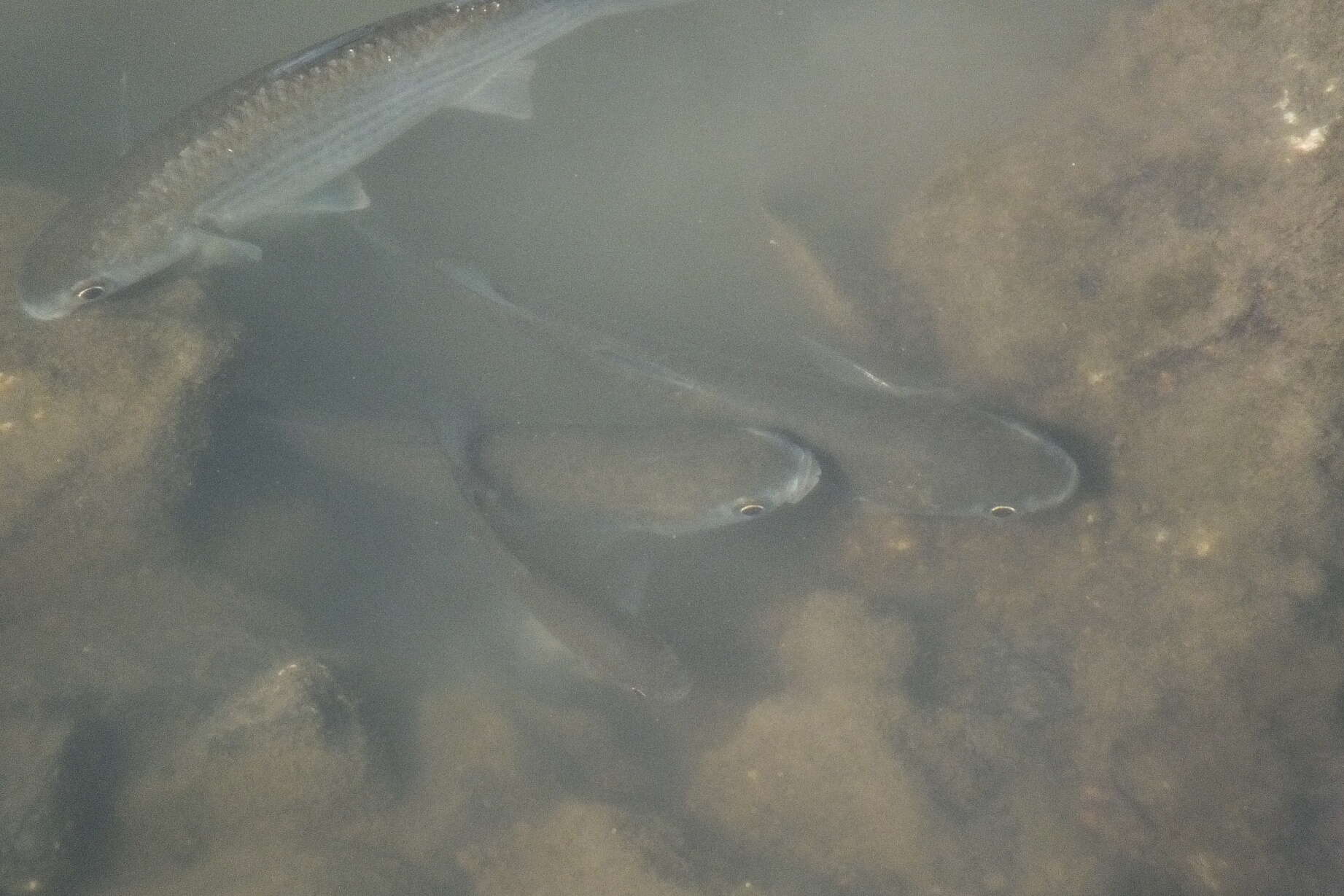 Image of Brown-backed mullet