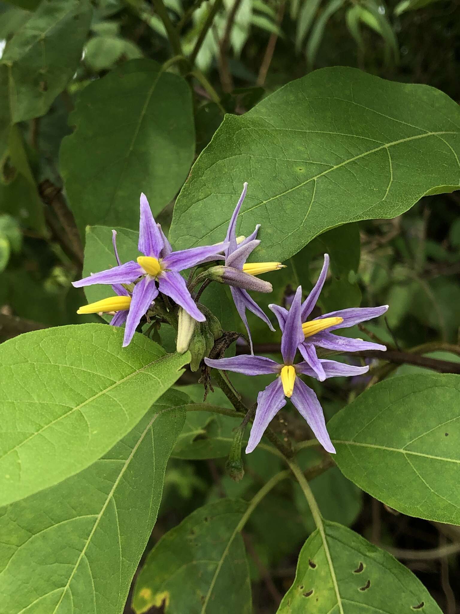 Image of Solanum subinerme Jacq.