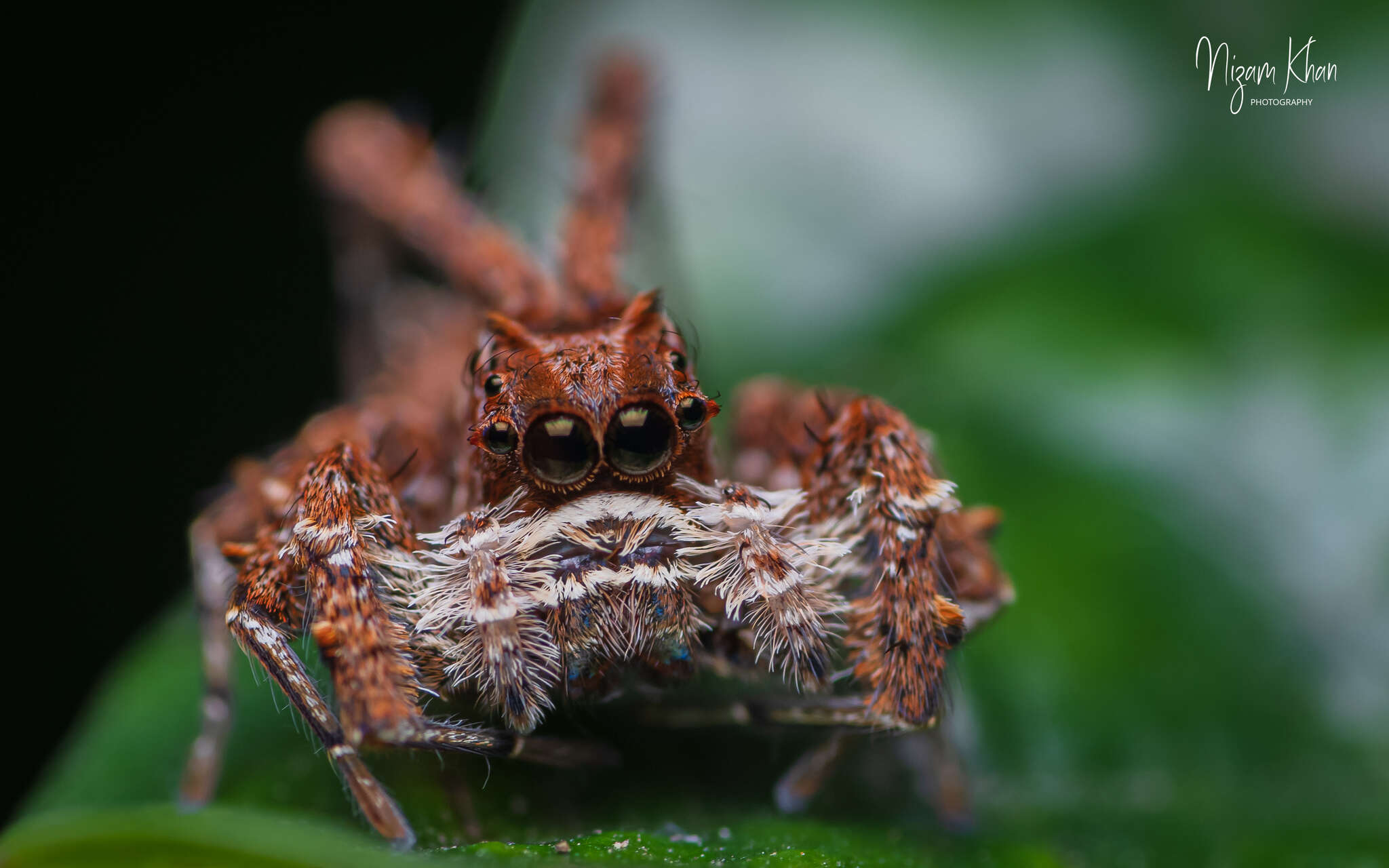 Image of Fringed Jumping Spider