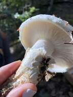 Image of White Matsutake