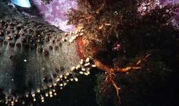 Image of Orange-footed sea cucumber