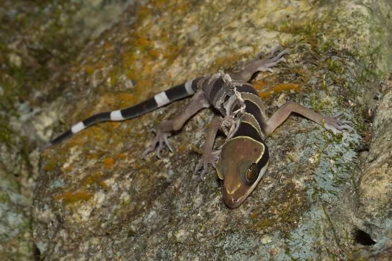 Слика од Cyrtodactylus australotitiwangsaensis Grismer, Wood Jr, Quah, Anuar, Muin, Sumontha, Ahmad, Bauer, Wangkulangkul, Grismer & Pauwels 2012