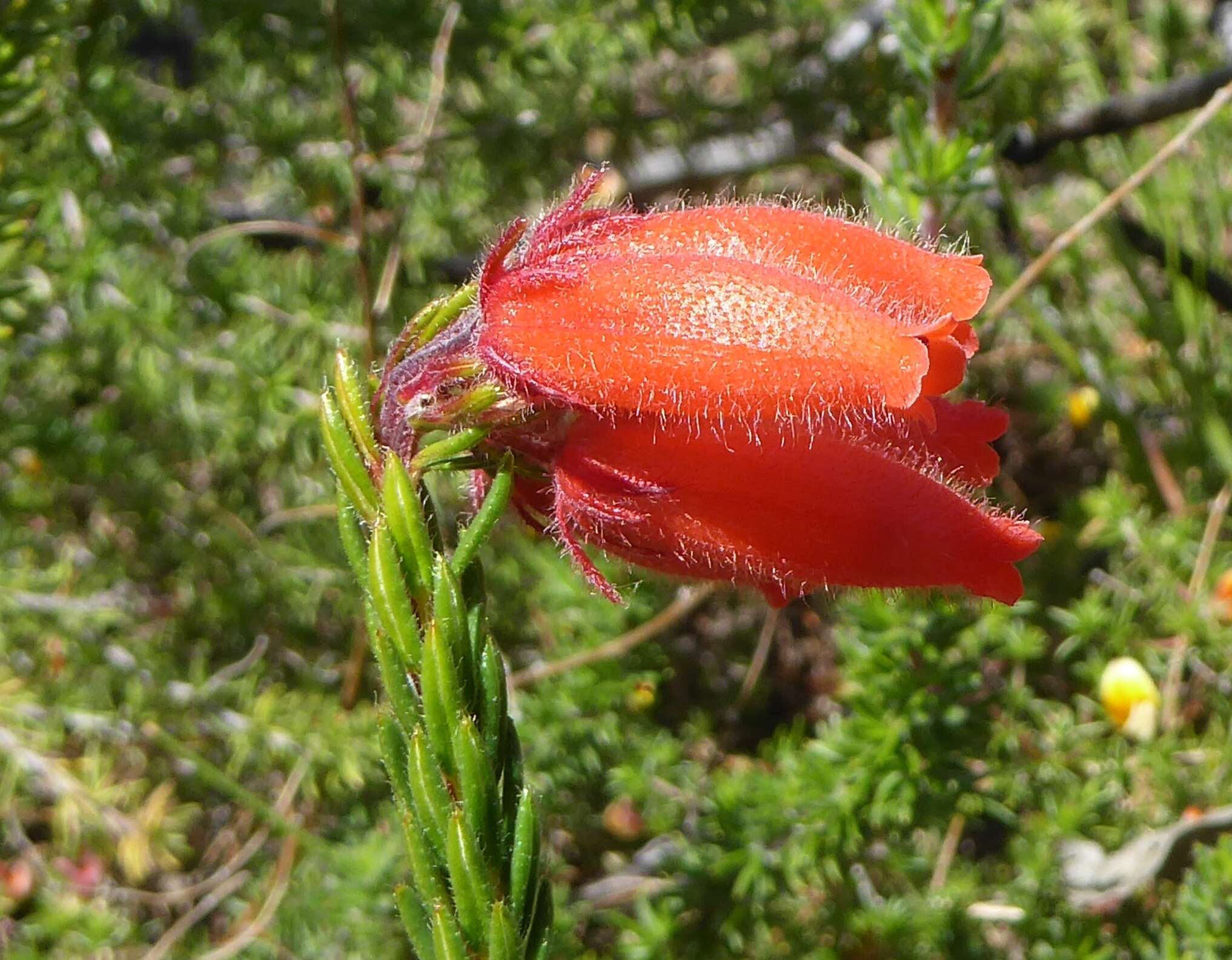 Imagem de <i>Erica <i>cerinthoides</i></i> subsp. cerinthoides