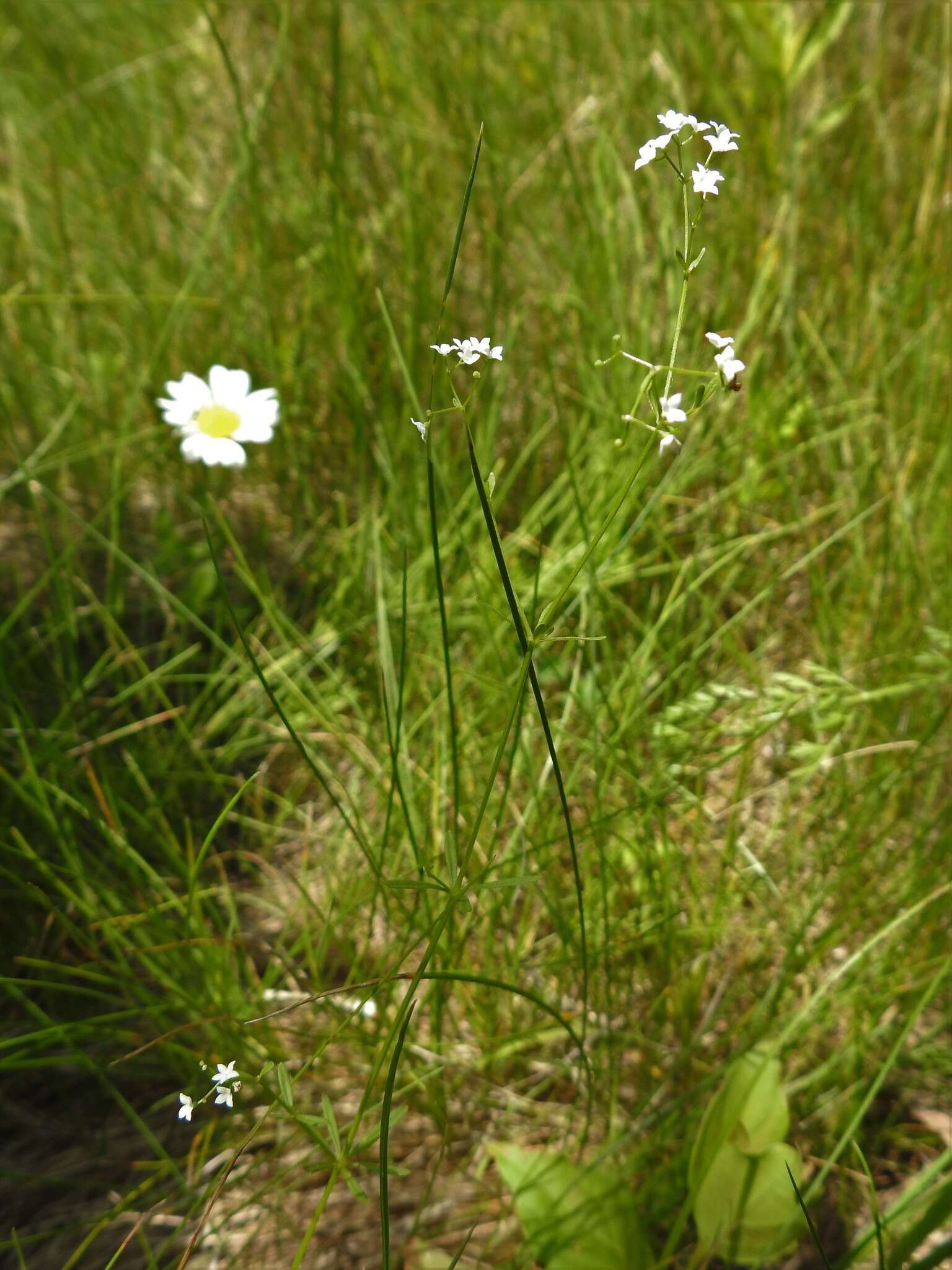 Plancia ëd Galium obtusum Bigelow